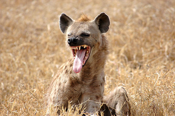 Detail Hyena Picture Nomer 30