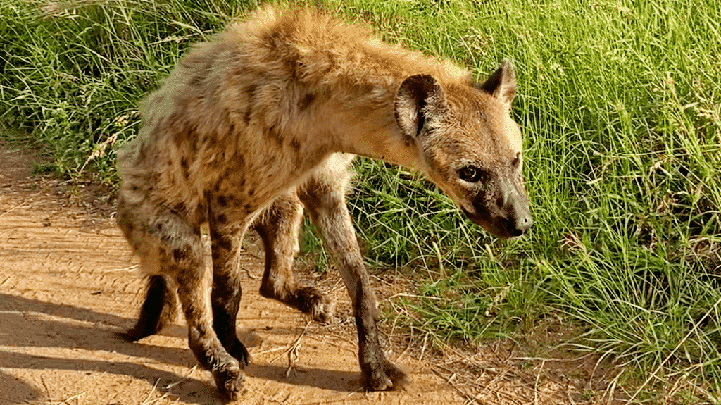 Detail Hyena Picture Nomer 43