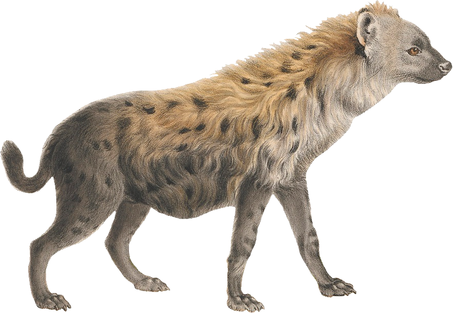 Detail Hyena Transparent Nomer 3