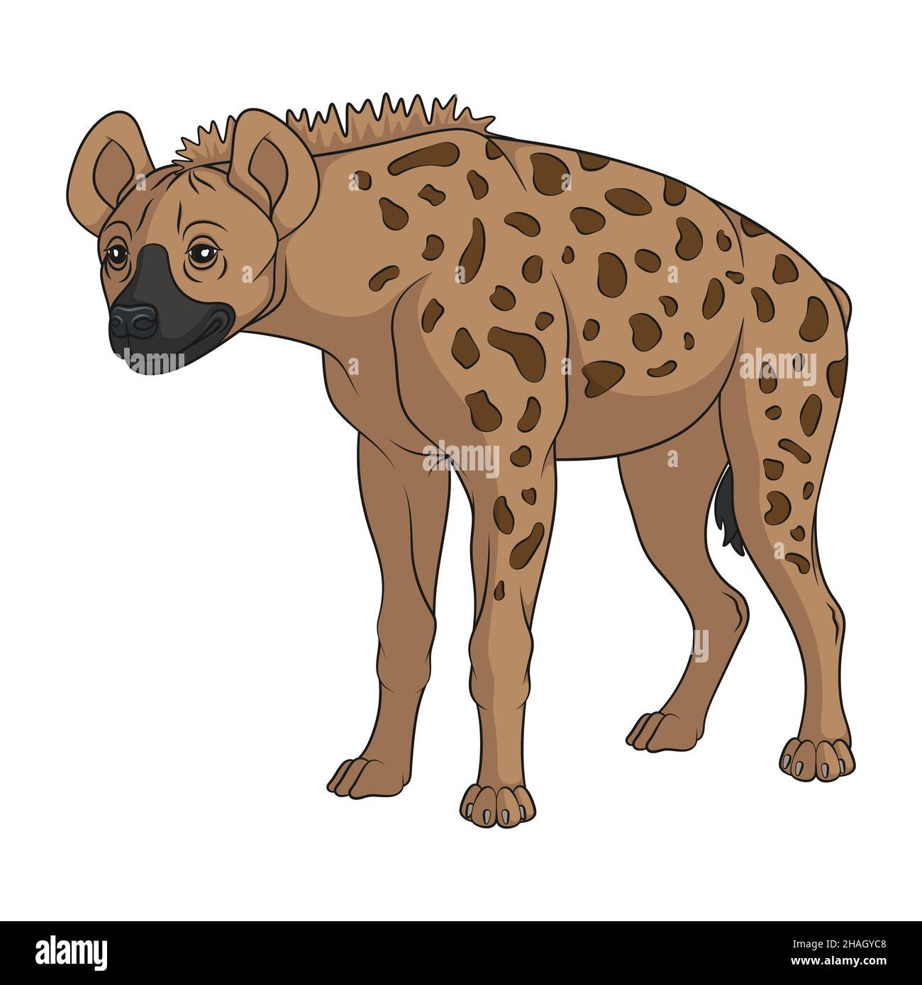Detail Hyena Transparent Nomer 52