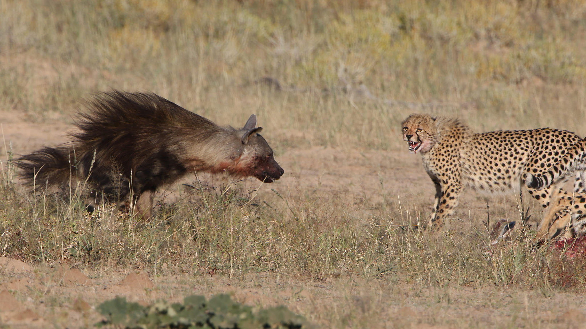 Hyena Vs Cheetah - KibrisPDR