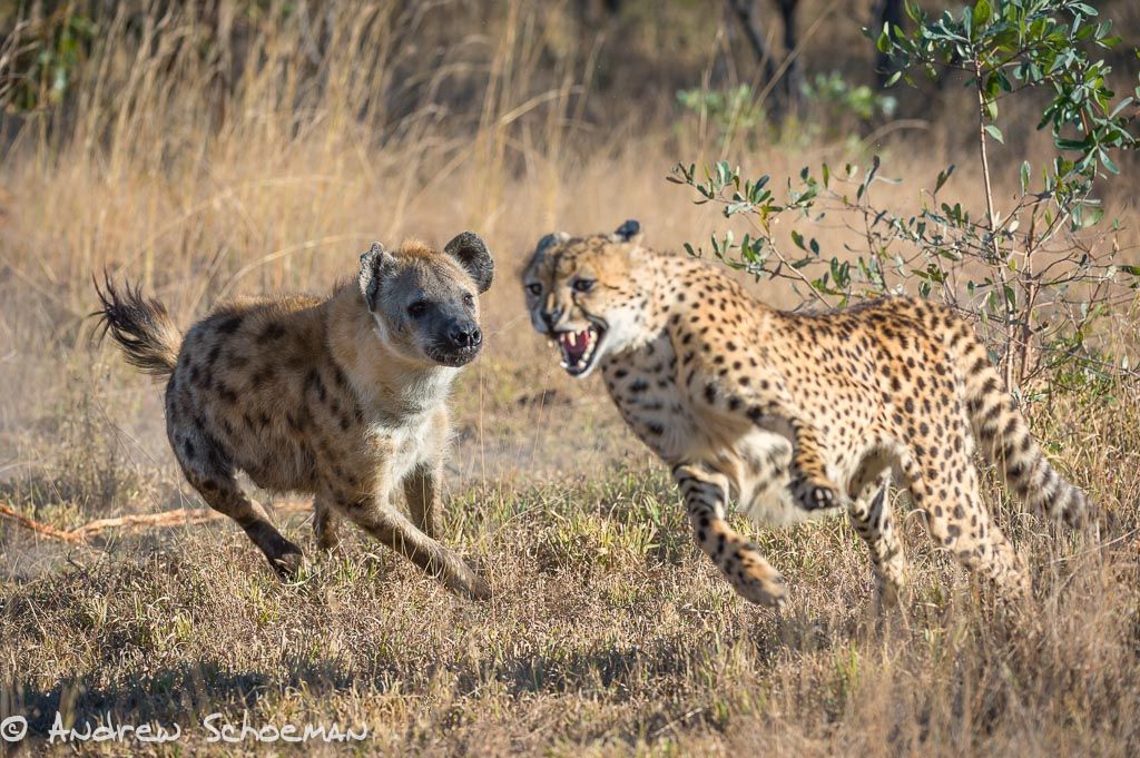Detail Hyena Vs Cheetah Nomer 20