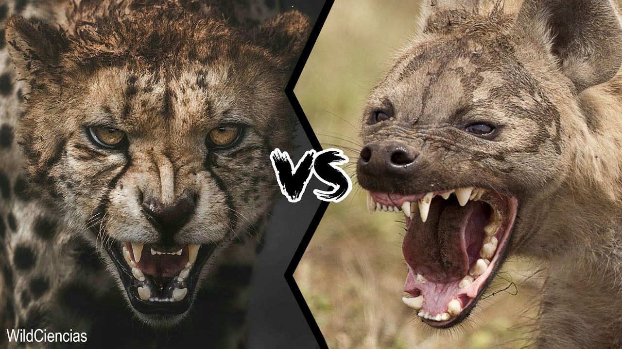 Detail Hyena Vs Cheetah Nomer 3