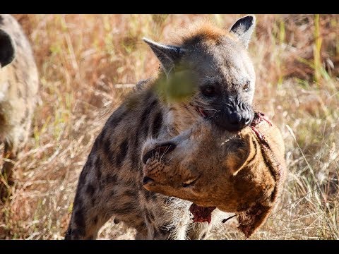 Detail Hyena Vs Singa Nomer 33