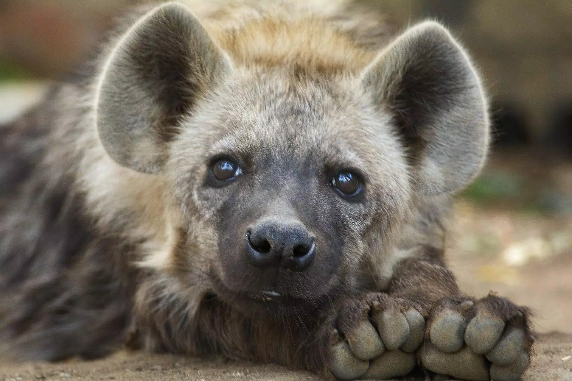 Detail Hyena Wallpapers Nomer 11