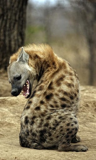 Detail Hyena Wallpapers Nomer 14