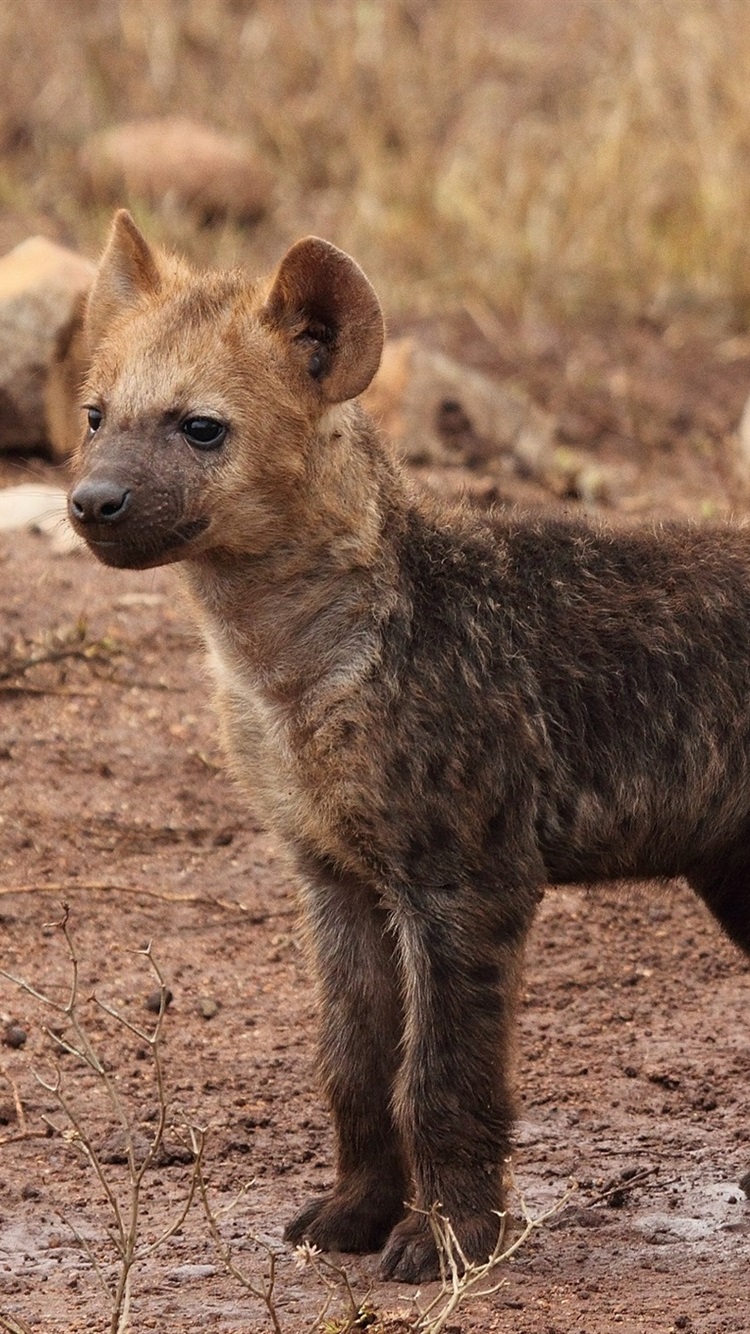 Detail Hyena Wallpapers Nomer 19