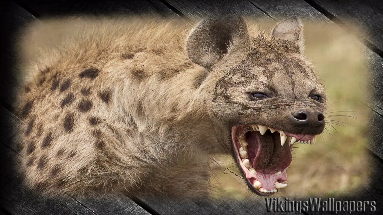 Detail Hyena Wallpapers Nomer 32