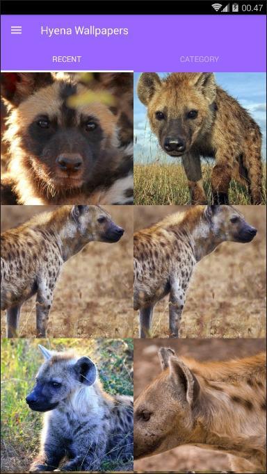 Detail Hyena Wallpapers Nomer 39