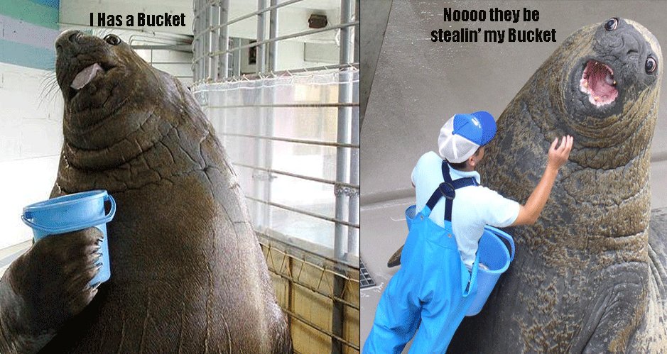 I Have A Bucket Walrus - KibrisPDR