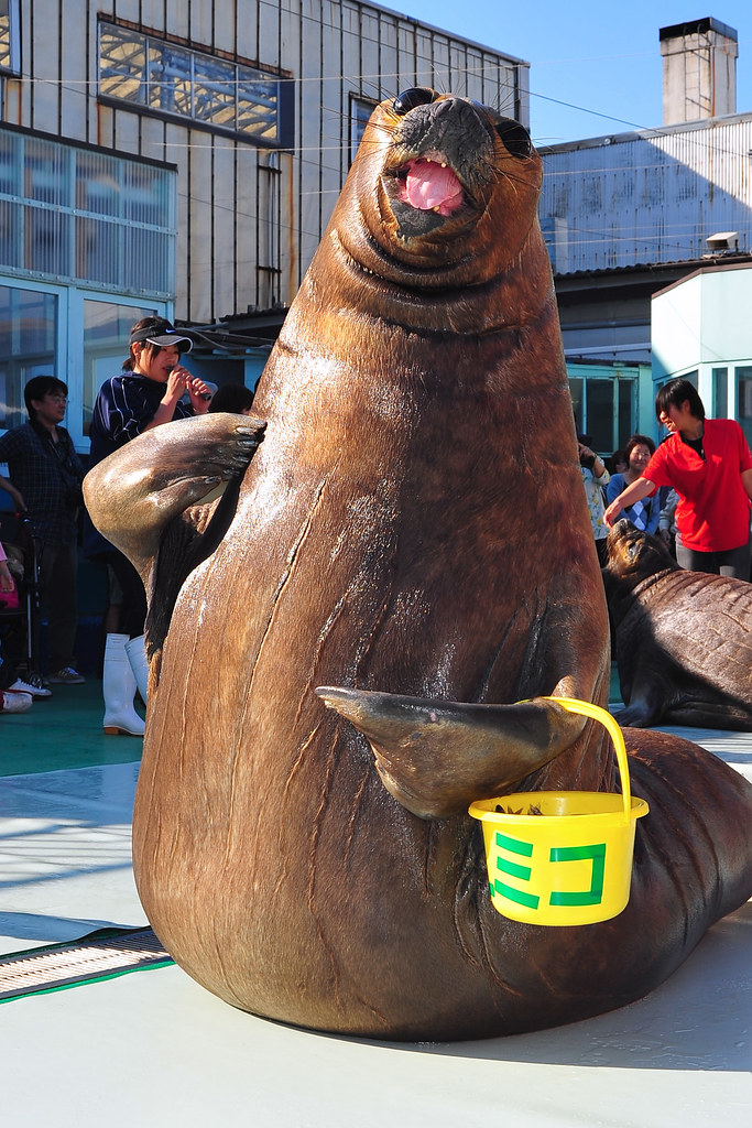 Detail I Have A Bucket Walrus Nomer 17