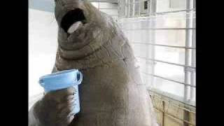 Detail I Have A Bucket Walrus Nomer 3