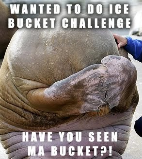 Detail I Have A Bucket Walrus Nomer 24