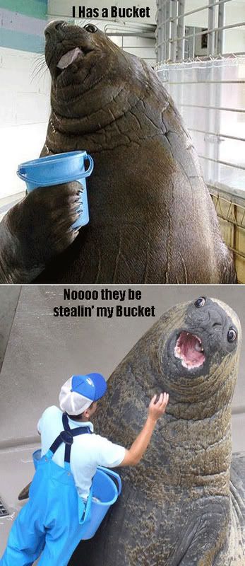 Detail I Have A Bucket Walrus Nomer 5