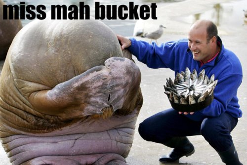 Detail I Have A Bucket Walrus Nomer 36