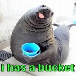Detail I Have A Bucket Walrus Nomer 41