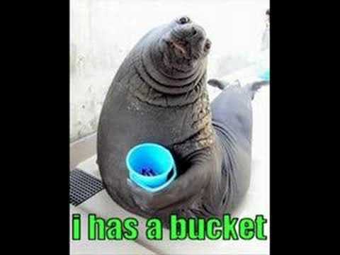 Detail I Have A Bucket Walrus Nomer 8