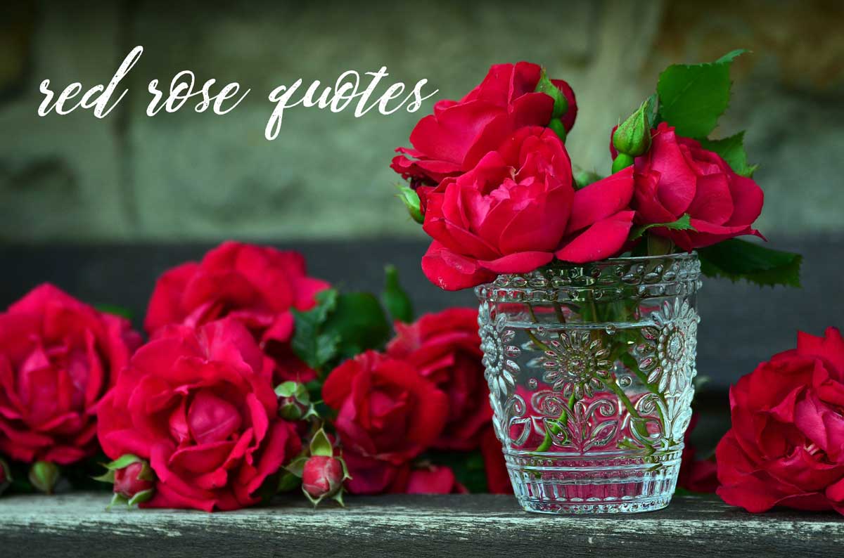 Detail I Love Red Roses Quotes Nomer 43