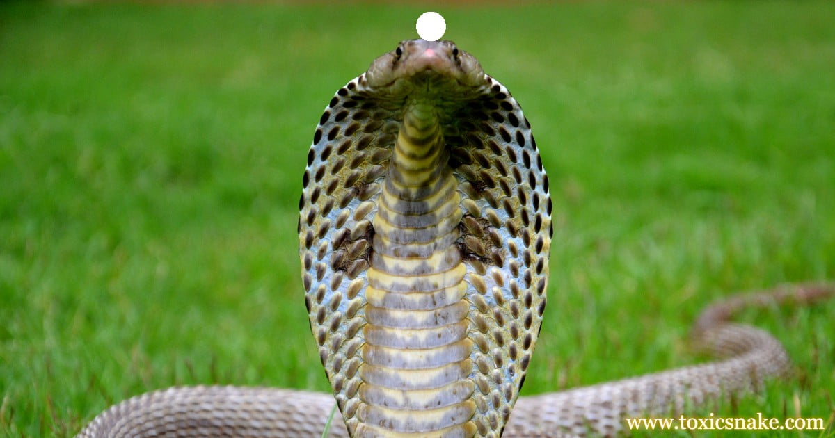 Ichadari Snake - KibrisPDR