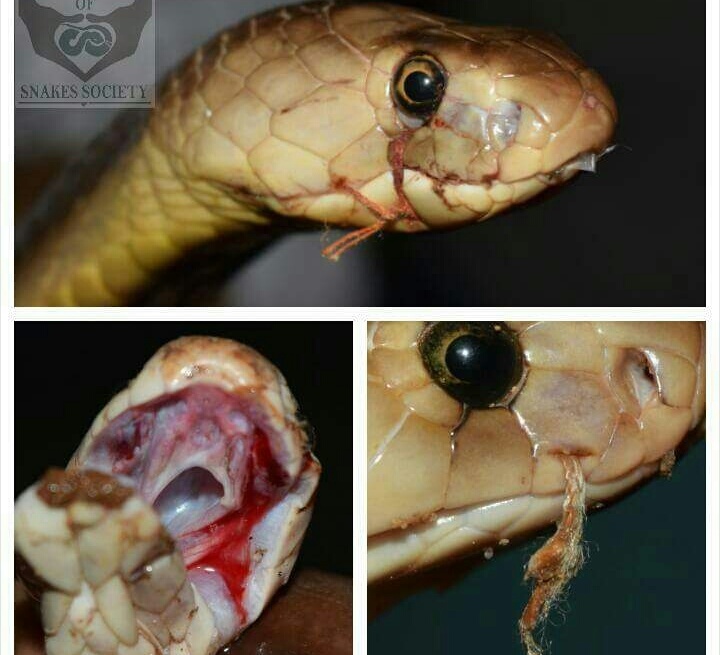 Detail Ichadari Snake Nomer 10