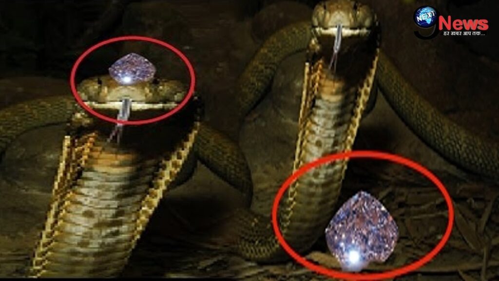 Detail Ichadari Snake Nomer 22
