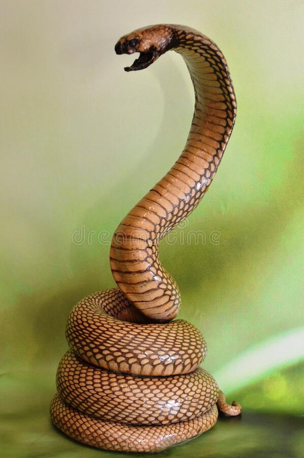 Detail Ichadari Snake Nomer 32