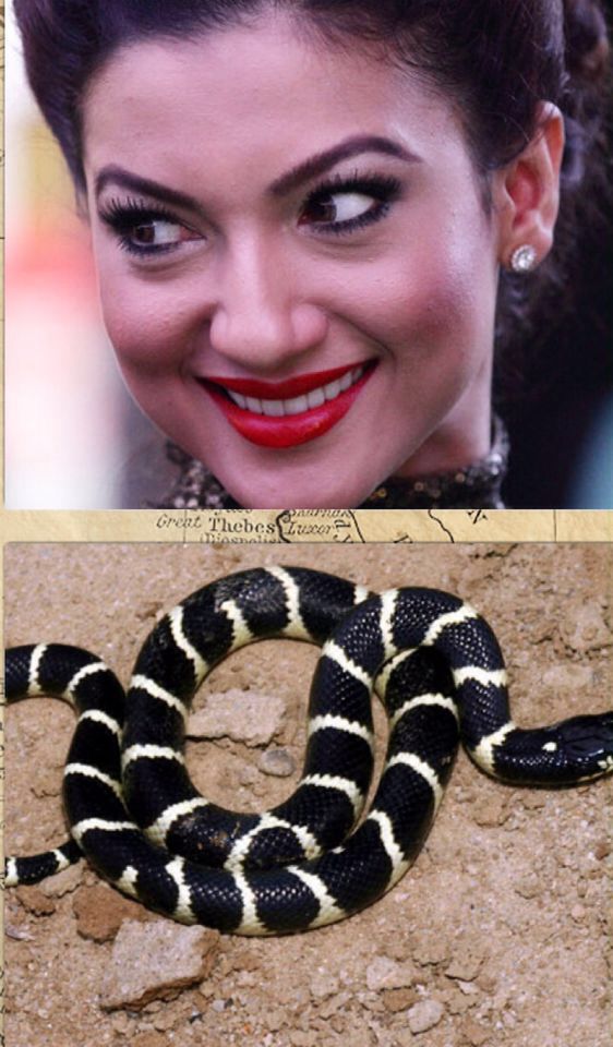 Detail Ichadari Snake Nomer 35
