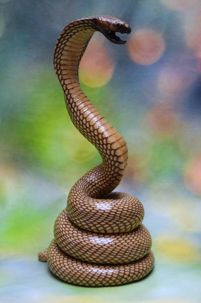 Detail Ichadari Snake Nomer 37