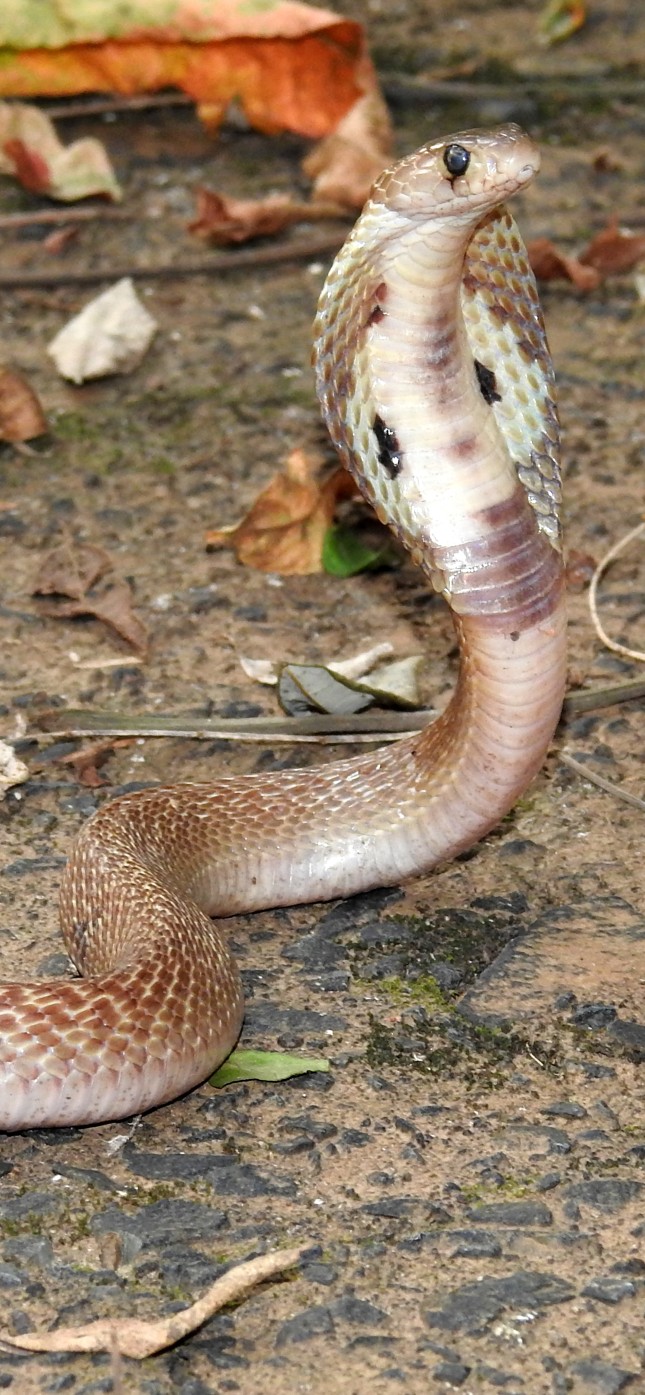 Detail Ichadari Snake Nomer 39