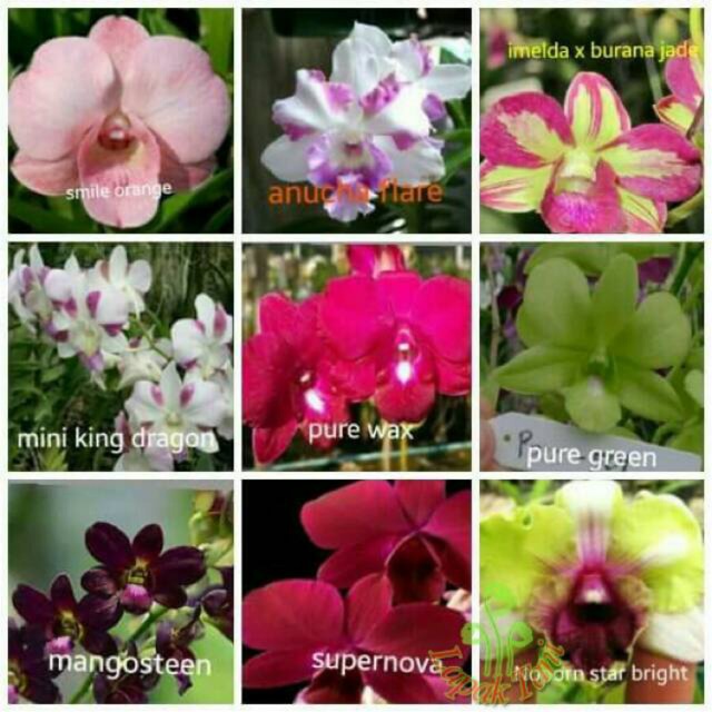 Detail Id Anggrek Dendrobium Nomer 2