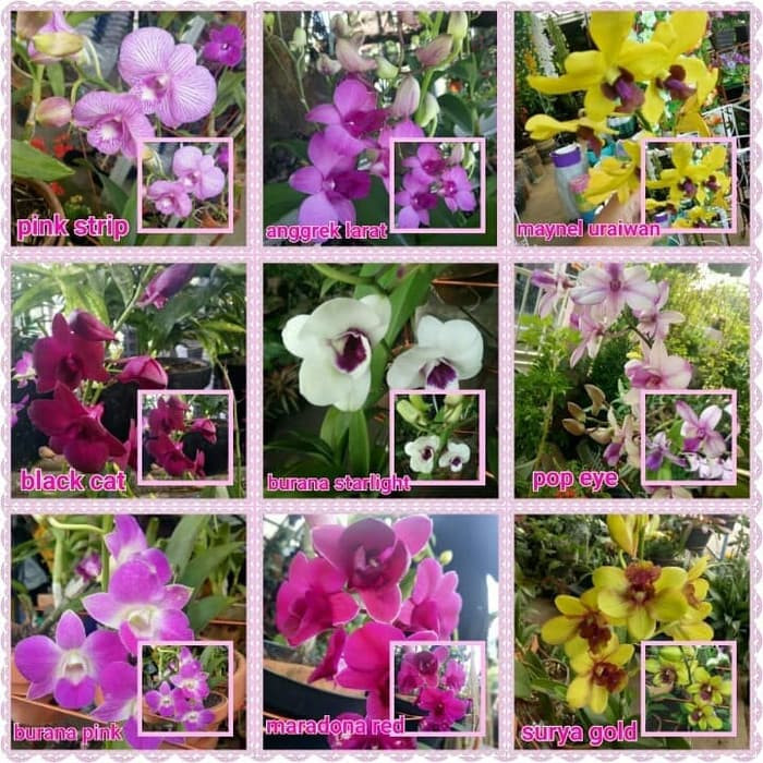 Detail Id Anggrek Dendrobium Nomer 16