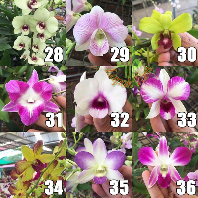 Detail Id Anggrek Dendrobium Nomer 23