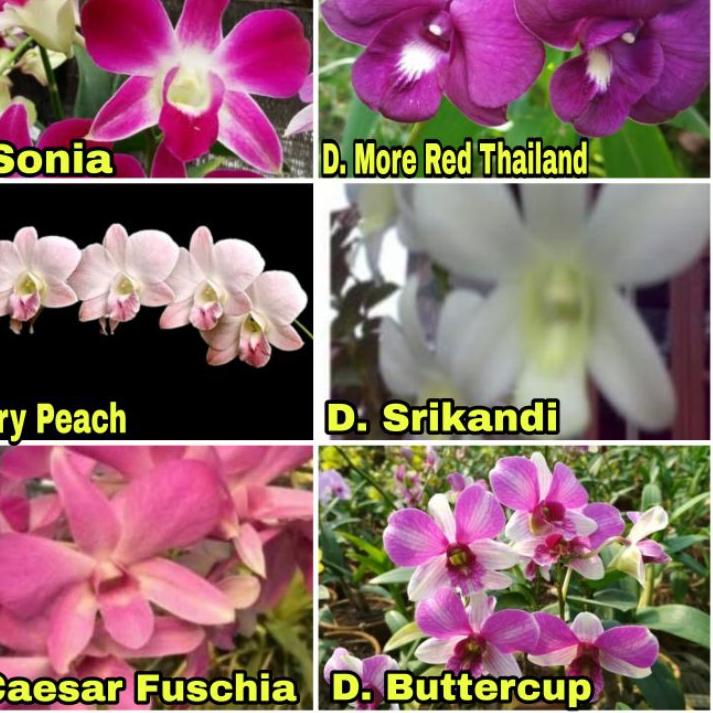 Detail Id Anggrek Dendrobium Nomer 25