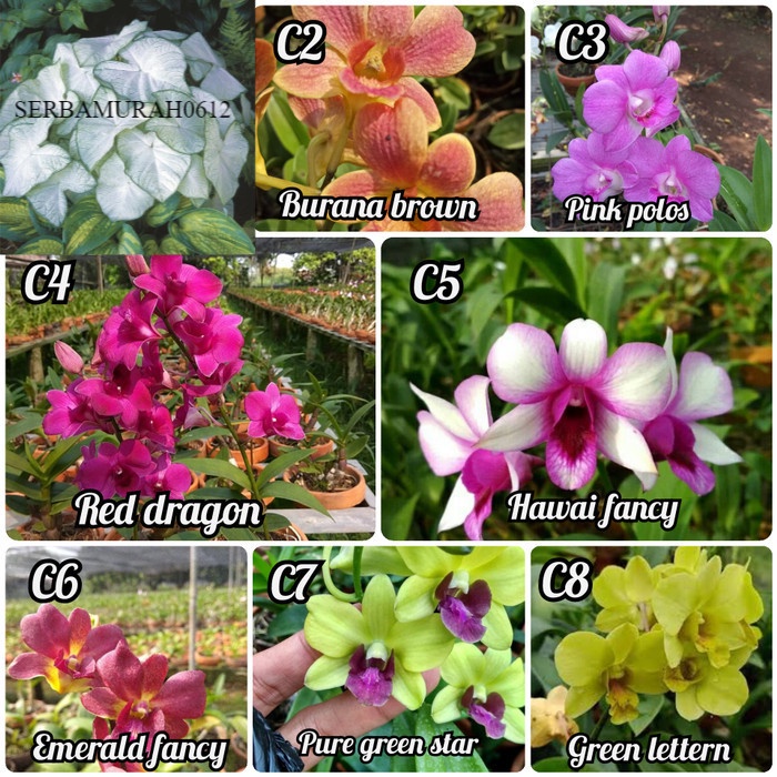 Detail Id Anggrek Dendrobium Nomer 35