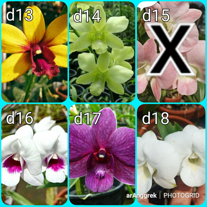 Detail Id Anggrek Dendrobium Nomer 42