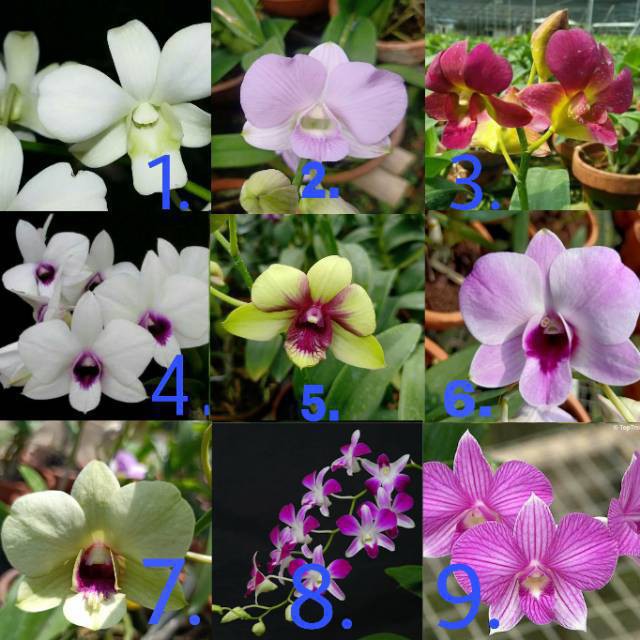 Detail Id Anggrek Dendrobium Nomer 51