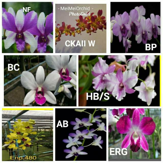 Detail Id Anggrek Dendrobium Nomer 8