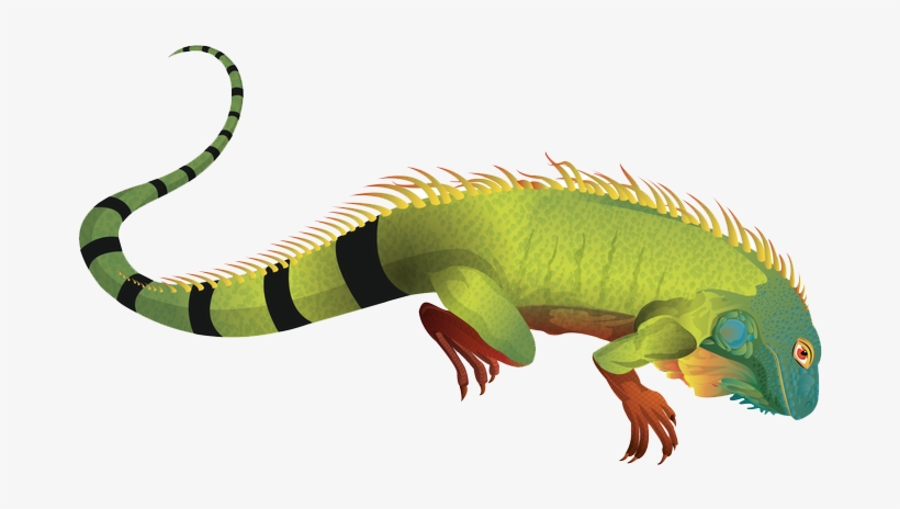 Detail Iguana Clipart Nomer 28