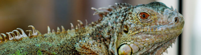 Detail Iguana Images Nomer 46