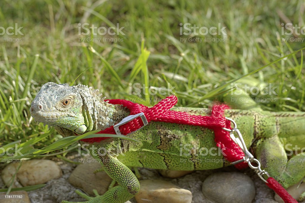 Detail Iguana Leash Nomer 10