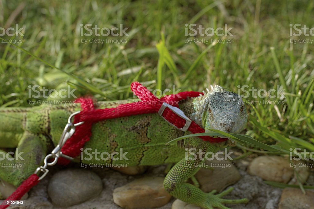 Detail Iguana Leash Nomer 22