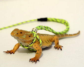 Detail Iguana Leash Nomer 4