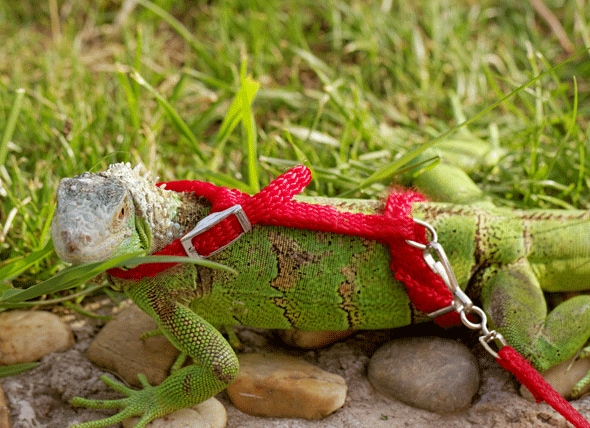 Detail Iguana Leash Nomer 5