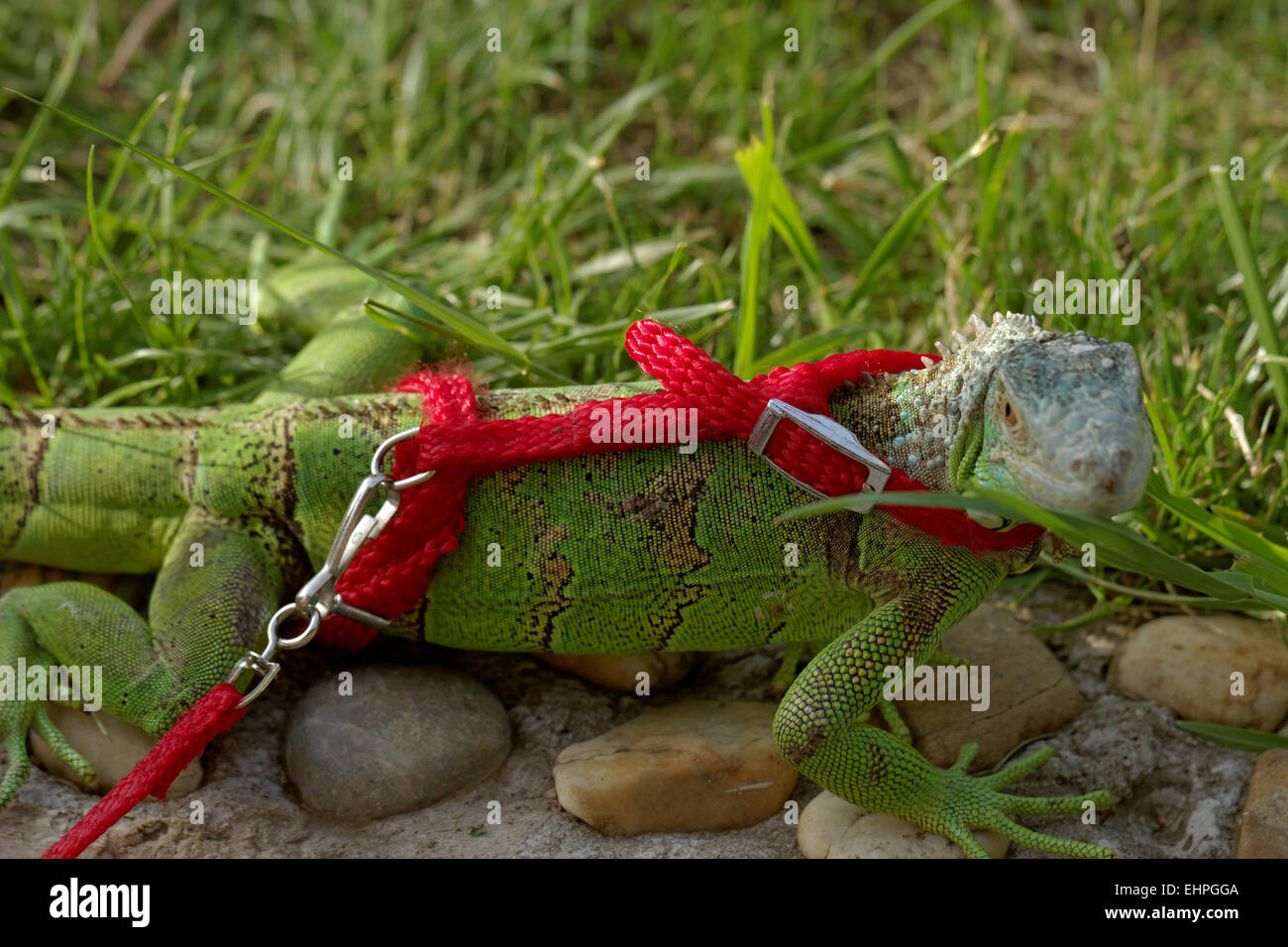 Download Iguana Leash Nomer 53