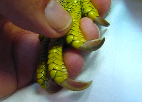 Detail Iguana Nails Nomer 2