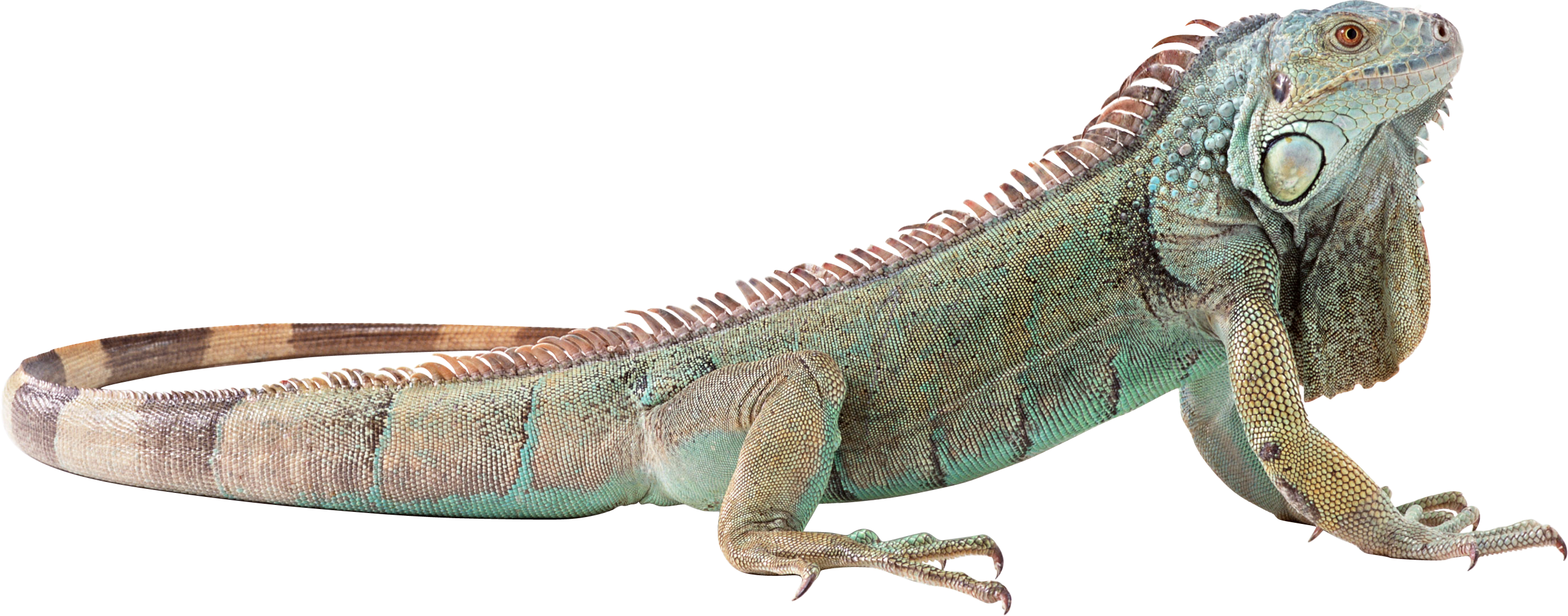 Detail Iguana Png Nomer 11