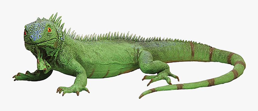 Detail Iguana Png Nomer 3