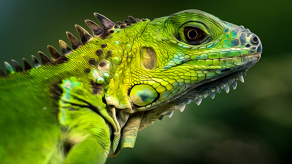 Detail Iguana Wallpaper Nomer 14