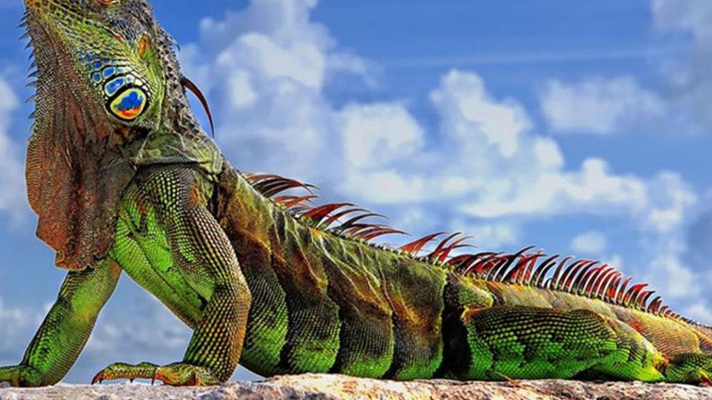 Detail Iguana Wallpaper Nomer 15