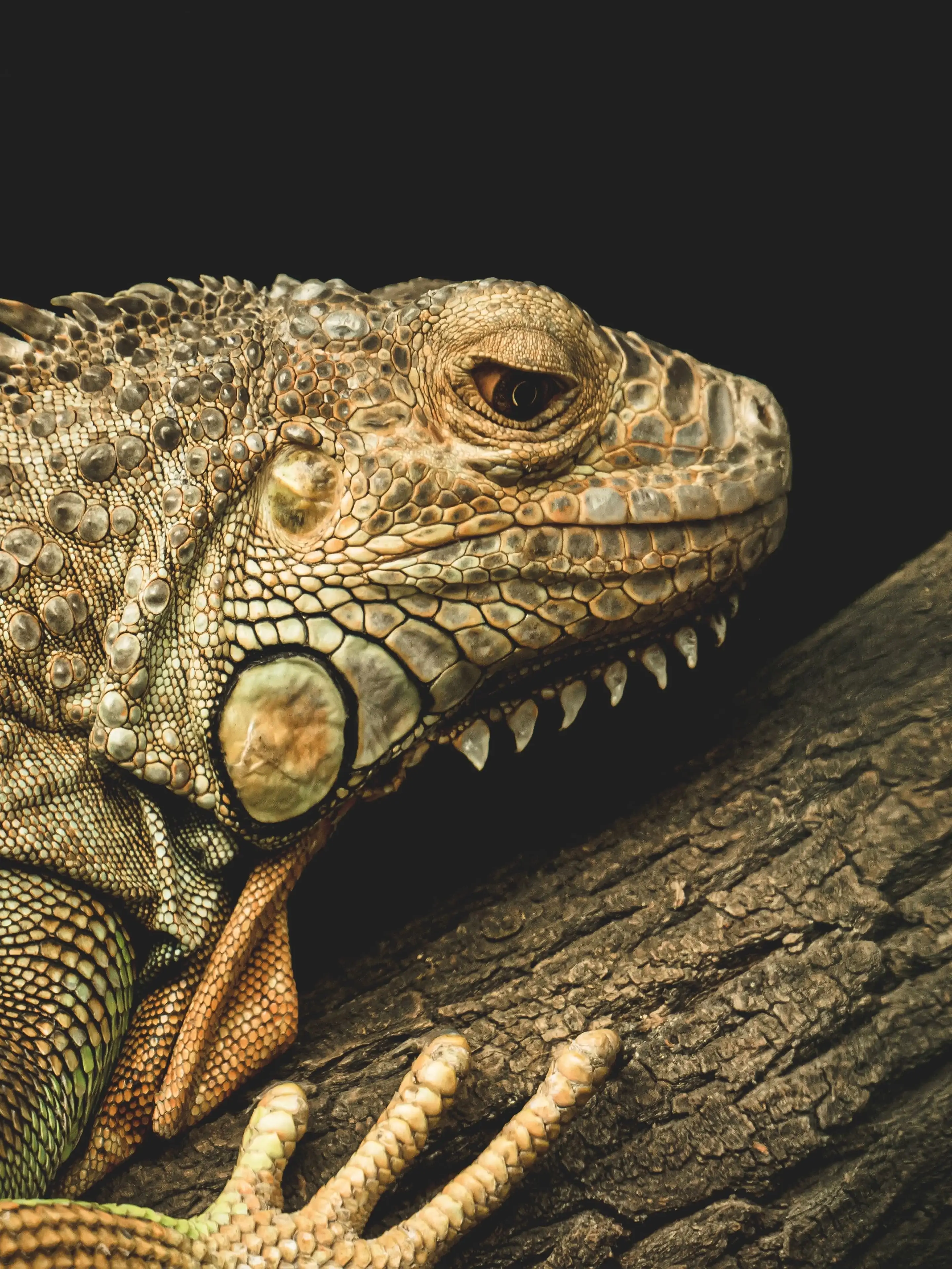 Detail Iguana Wallpaper Nomer 27